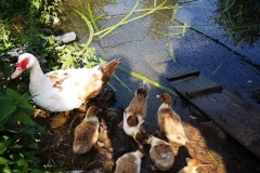 Enten2
