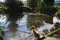 Enten3
