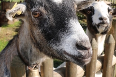 Tiere-3