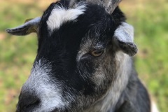 Ziege