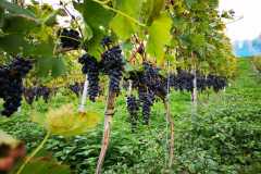 IMG-20201115-WA0030
