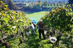IMG-20201115-WA0032