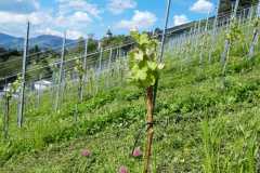 IMG-20201115-WA0063