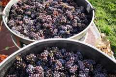 IMG-20220924-WA0003