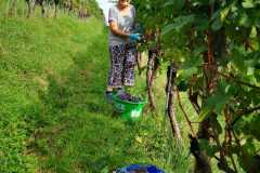 IMG-20220924-WA0007