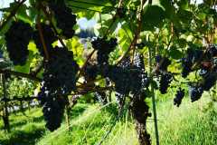 IMG-20220924-WA0014