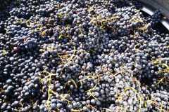 IMG-20220924-WA0019