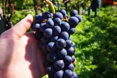 IMG-20221004-WA0003